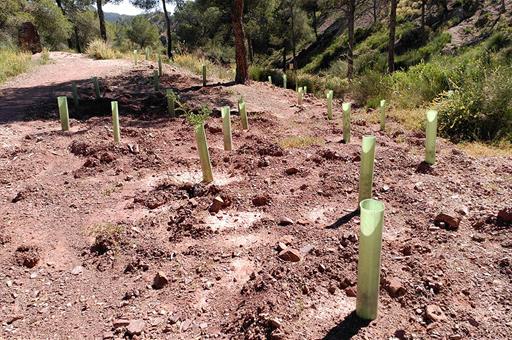 Terreno reforestado Terreno reforestado