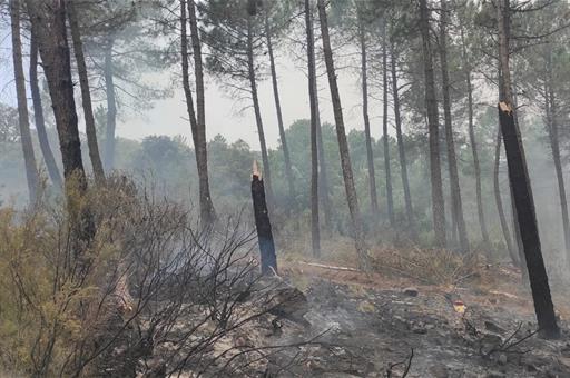 4/08/2022. Restauración forestal de la Sierra de la Culebra