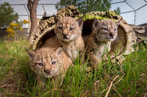 Cachorros de lince ibérico