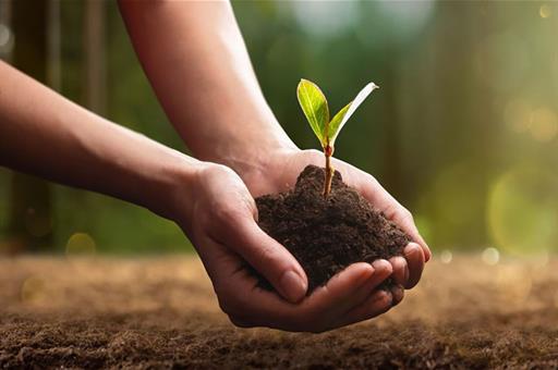 Una persona trasplanta una pequeña planta