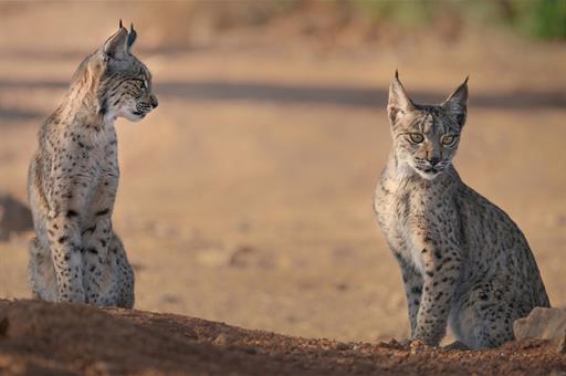 Dos ejemplares de lince ibérico