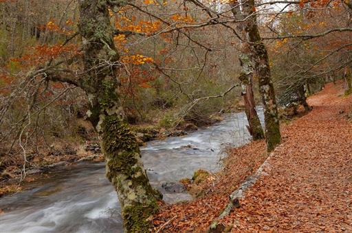 Bosque