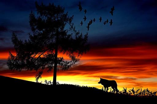 Silueta de un lobo en un monte