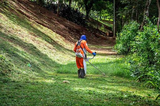 Un trabajador desbroza un terreno boscoso