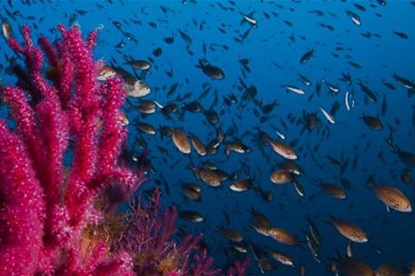 Banco de peces y coral marino