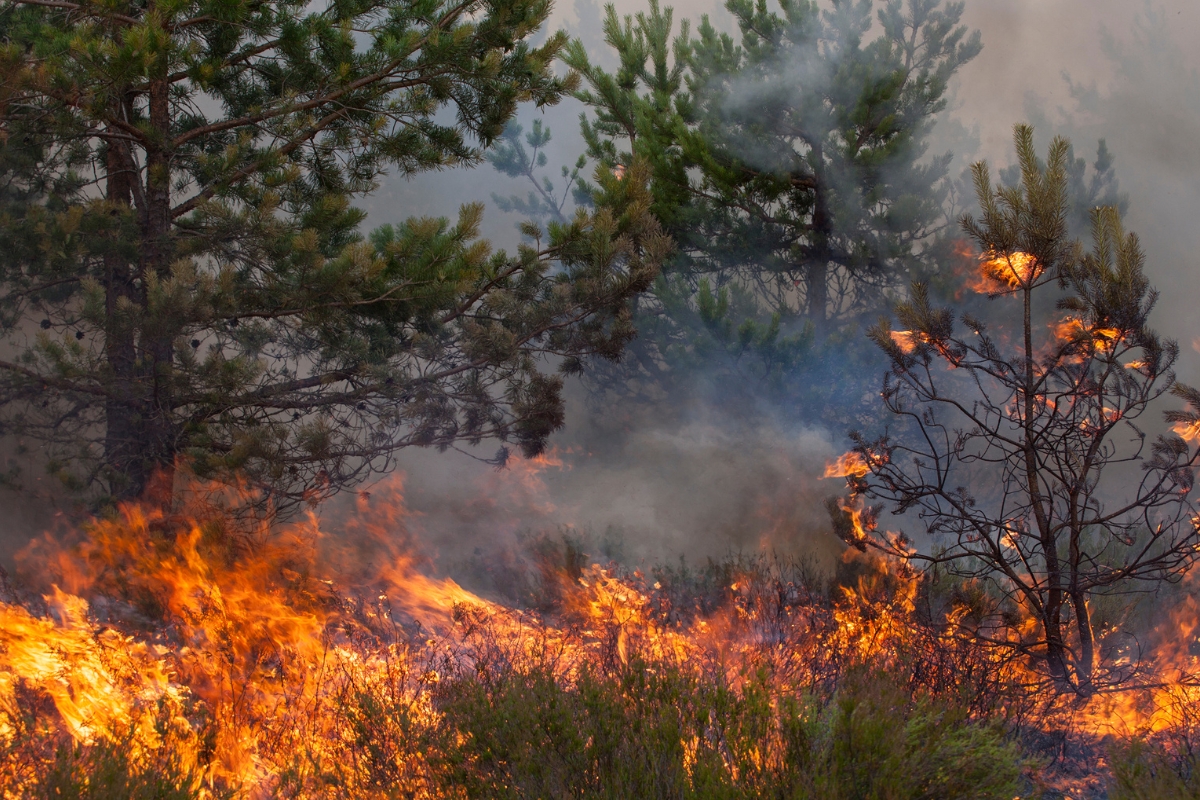 Incendios forestales y desinformación: cuáles son los bulos más habituales y cómo evitarlos